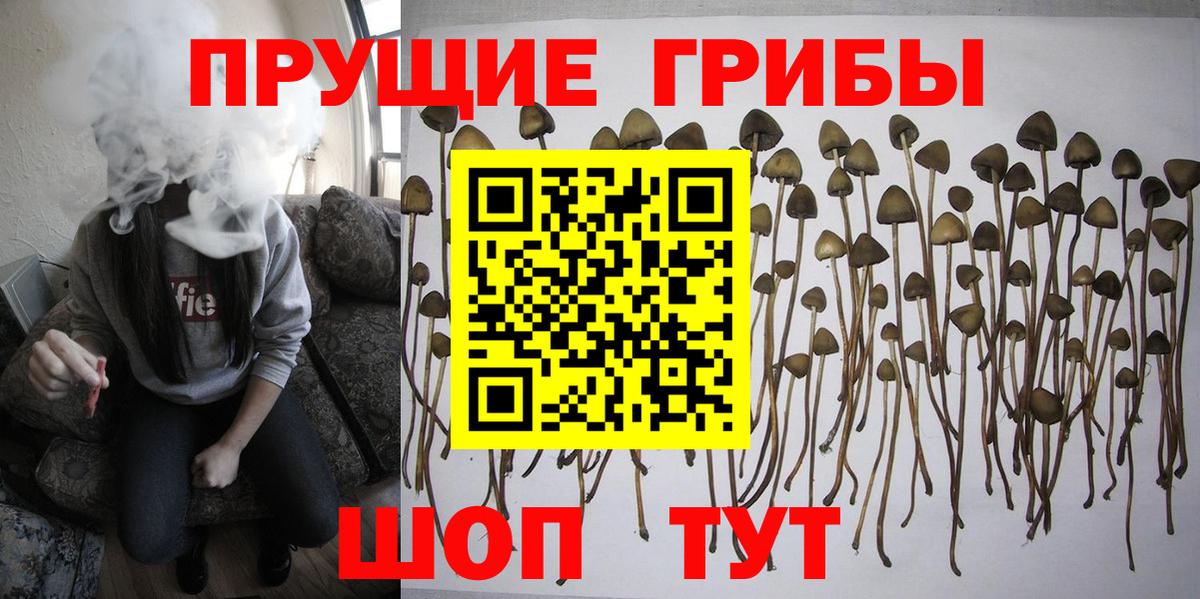 Псилоцибиновые грибы прущие грибы  Галлюциногенные грибы GOLDEN TEACHER  как найти закладки  Краснотурьинск  Вход с VPN 